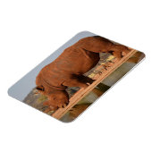 Magnet Flexible Rhino avec boue sur la peau photo (Côté Gauche)
