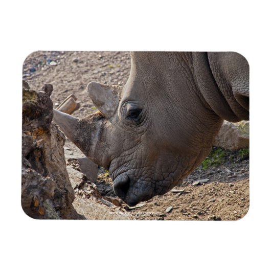 Magnet Flexible Rhinocéros (Horizontal)