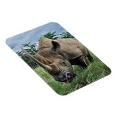 Magnet Flexible Rhinoceros noirs | Kenya (Côté Droit)