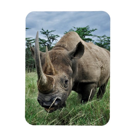 Magnet Flexible Rhinoceros noirs | Kenya (Vertical)