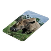 Magnet Flexible Rhinoceros noirs | Kenya (Côté Gauche)