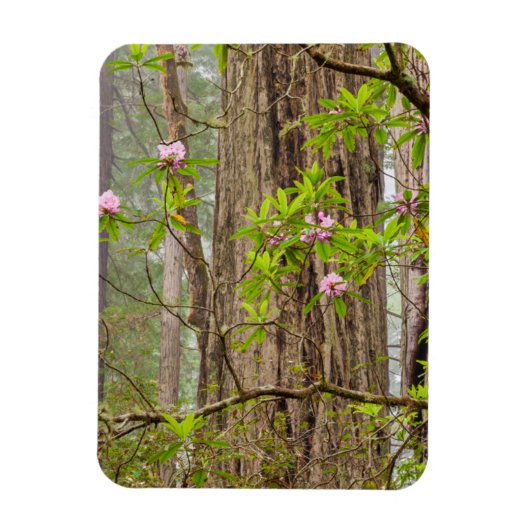 Magnet Flexible Rhododendrons florissants | Redwoods State Park, C (Vertical)