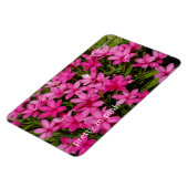 Magnet Flexible Rhodohypoxis / Etoile rouge / Rosy Posy (Côté Gauche)