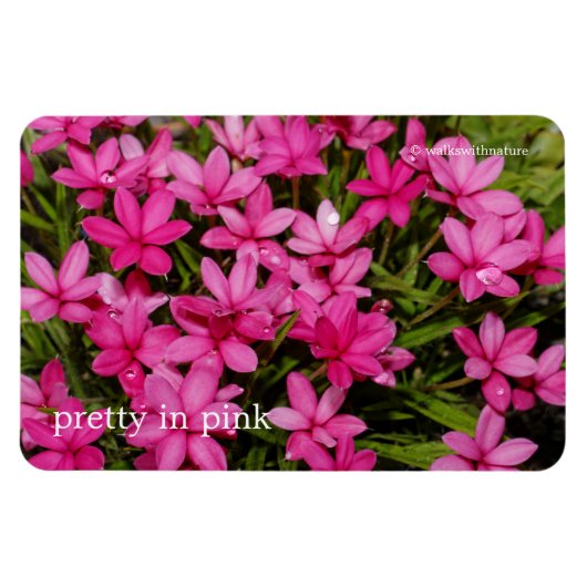 Magnet Flexible Rhodohypoxis / Etoile rouge / Rosy Posy (Horizontal)