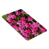 Magnet Flexible Rhodohypoxis / Etoile rouge / Rosy Posy (Côté Droit)