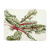 Magnet Flexible Rhubarb Chard 1992 (Horizontal)