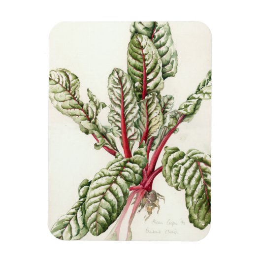 Magnet Flexible Rhubarb Chard 1992 (Vertical)