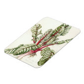 Magnet Flexible Rhubarb Chard 1992 (Côté Gauche)