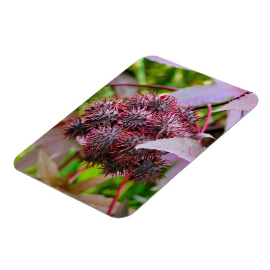 Magnet Flexible Ricinus communis (Côté Gauche)