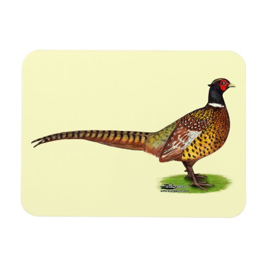 Magnet Flexible Ringneck Pheasant Rooster (Horizontal)