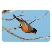 Magnet Flexible Robin (Horizontal)