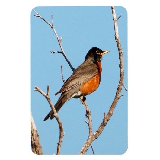 Magnet Flexible Robin (Vertical)