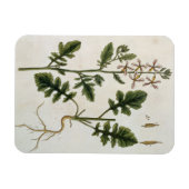 Magnet Flexible Rocket, plaque 242 de 'A Curious Herbal', publier (Horizontal)