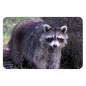 Magnet Flexible Rocky le Raccoon (Horizontal)