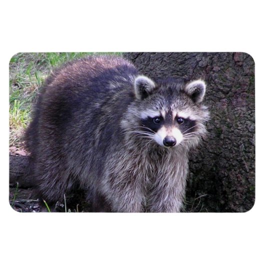 Magnet Flexible Rocky le Raccoon (Horizontal)