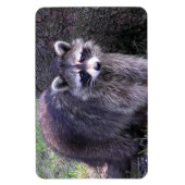 Magnet Flexible Rocky le Raccoon (Vertical)