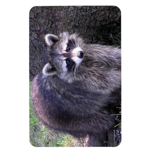 Magnet Flexible Rocky le Raccoon (Vertical)
