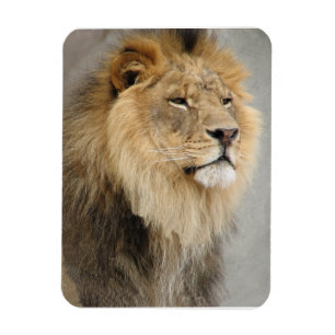 Magnet Flexible Roi d'amants de lion de la jungle