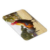 Magnet Flexible Rooster coloré sur l'herbe (Côté Droit)