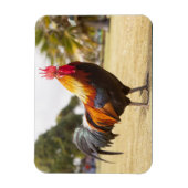 Magnet Flexible Rooster coloré sur l'herbe (Vertical)
