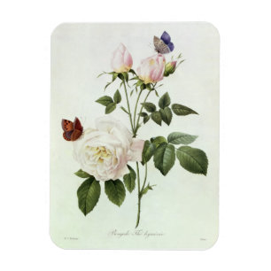 Magnet Flexible Rosa : Bengale le Hymenes, des 'roses de Les