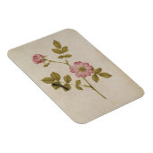 Magnet Flexible Rosa Canina - Dogrose and Caterpillar (pencil & w/ (Côté Droit)