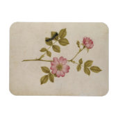 Magnet Flexible Rosa Canina - Dogrose and Caterpillar (pencil & w/ (Horizontal)