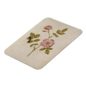 Magnet Flexible Rosa Canina - Dogrose and Caterpillar (pencil & w/ (Côté Gauche)