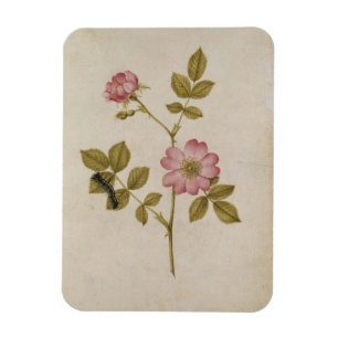 Magnet Flexible Rosa Canina - Dogrose et Caterpillar (crayon et