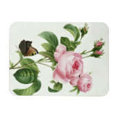 Magnet Flexible Rosa Centifolia (Horizontal)