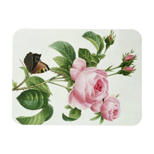 Magnet Flexible Rosa Centifolia (Horizontal)