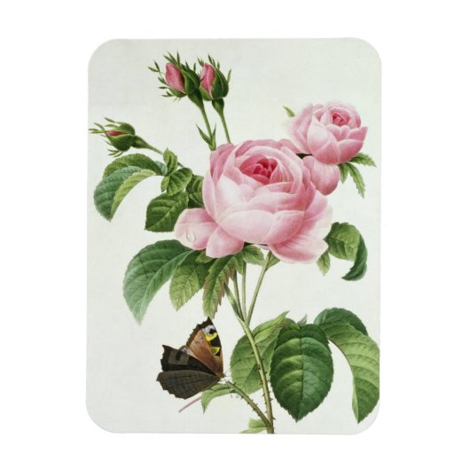 Magnet Flexible Rosa Centifolia (Vertical)