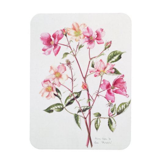 Magnet Flexible Rosa 'Mutabilis' 1996 (Vertical)