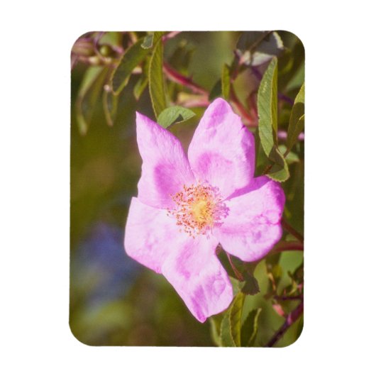 Magnet Flexible Rose (Vertical)