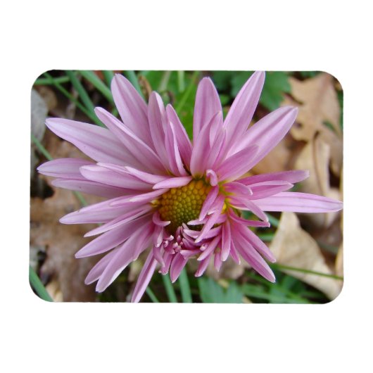 Magnet Flexible rose (Horizontal)