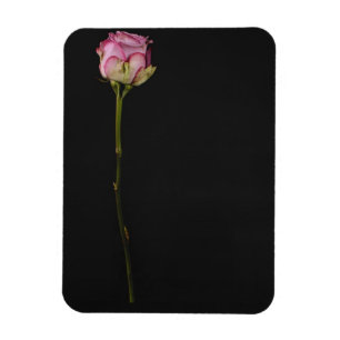Magnet Flexible Rose 3 de rose