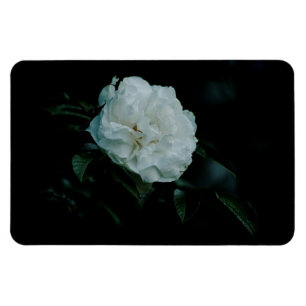 Magnet Flexible Rose blanche