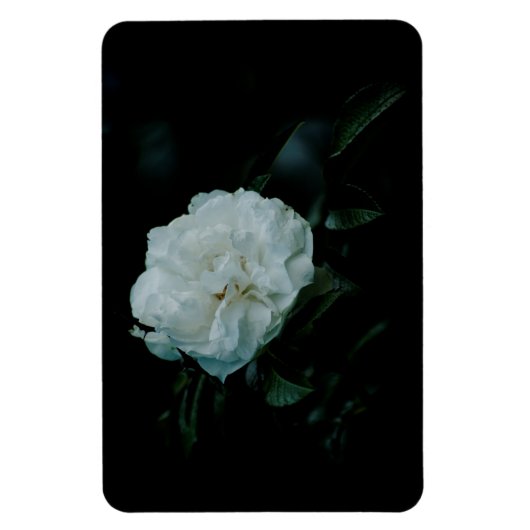 Magnet Flexible Rose blanche (Vertical)