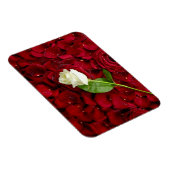 Magnet Flexible Rose blanche sur pétales rouges (Côté Droit)