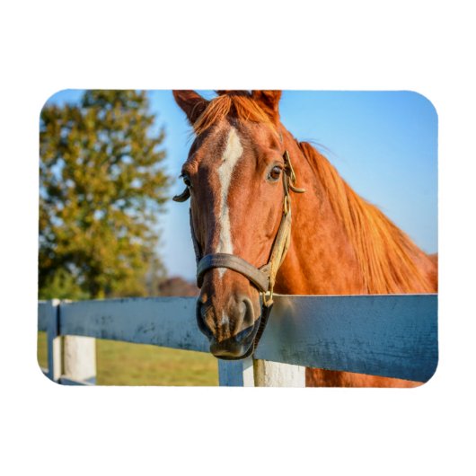 Magnet Flexible Rose Crépuscule | Cheval de Course Pur-Sang (Horizontal)
