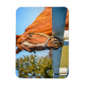 Magnet Flexible Rose Crépuscule | Cheval de Course Pur-Sang (Vertical)