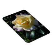 Magnet Flexible Rose de la Paix Jaune - Beauté du Jardin (Côté Droit)