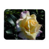 Magnet Flexible Rose de la Paix Jaune - Beauté du Jardin (Horizontal)