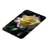 Magnet Flexible Rose de la Paix Jaune - Beauté du Jardin (Côté Gauche)