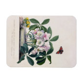 Magnet Flexible Rose de Noël (Helleborus niger) et Aconi d'hiver (Horizontal)