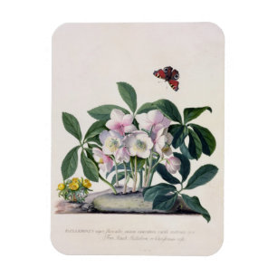 Magnet Flexible Rose de Noël (Helleborus niger) et Aconi d'hiver