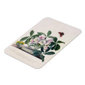 Magnet Flexible Rose de Noël (Helleborus niger) et Aconi d'hiver (Côté Gauche)