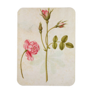 Magnet Flexible Rose de rose, c.1568