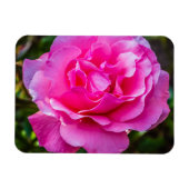 Magnet Flexible Rose délicate. (Horizontal)