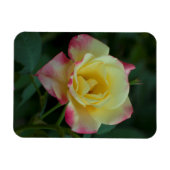 Magnet Flexible Rose, l'amour ! (Horizontal)